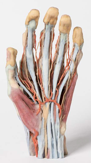 3D printed, full color hand for use by medical students