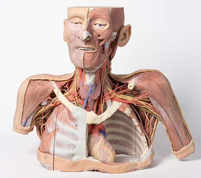 3D printed full color head and torso showing circulatory paths